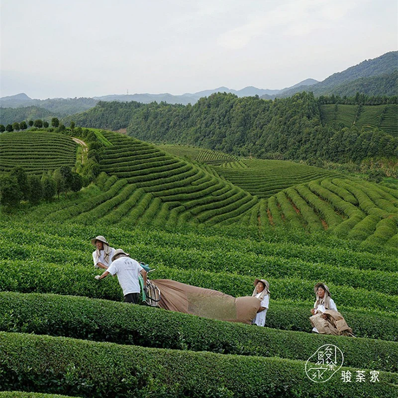 Jade Tea Dragon Well factory